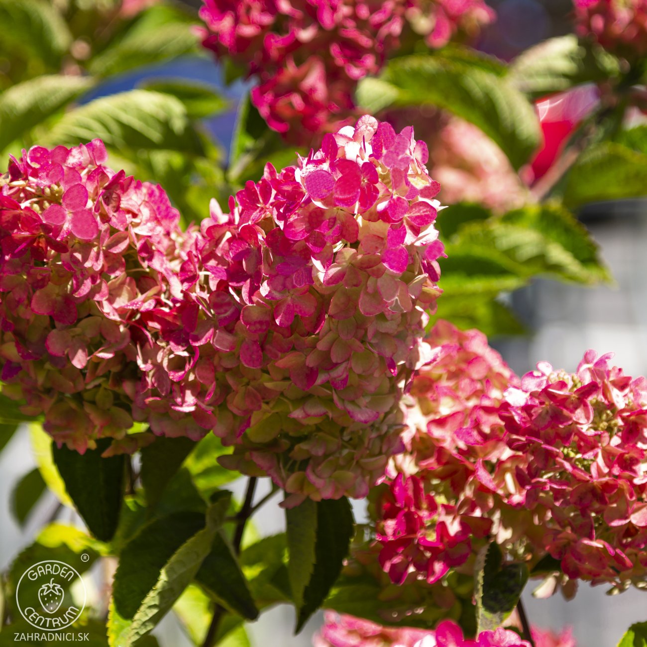 Obrázok Hortenzia metlinatá (Hydrangea paniculata) ‘LIVING RASPBERRY PINK’® by LIVING CREATIONS® - výška 20-30 cm, kont. C1,5L
